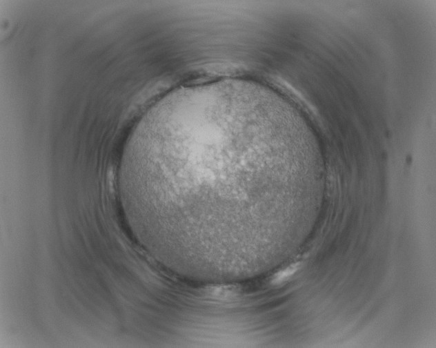 X0000064740117200603131328