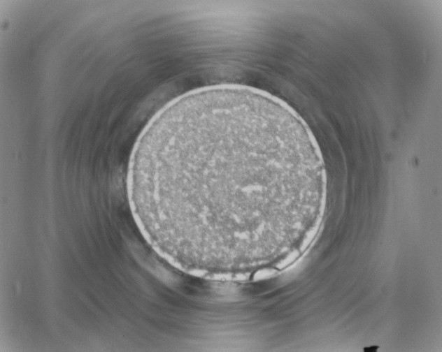 X0000064740144200603131328