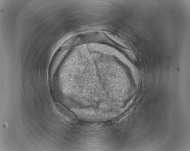 X0000064740148200603131327