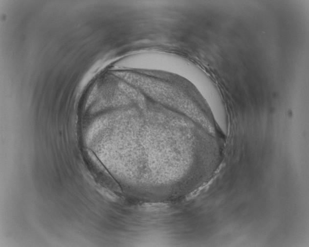 X0000064740150200603131327