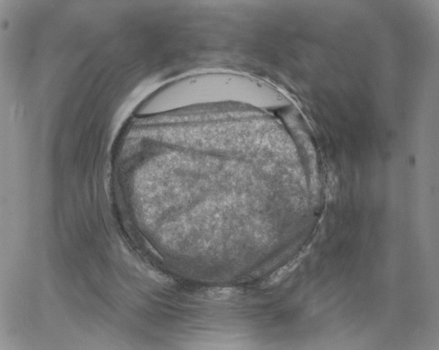 X0000064740152200603131327