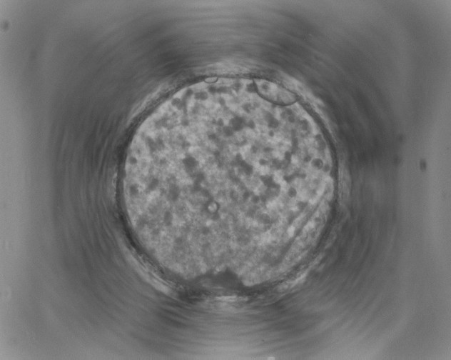 X0000064740153200603131327