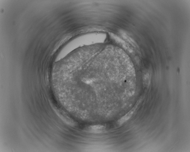 X0000064740158200603131327