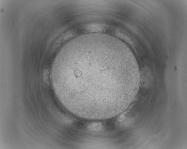 X0000064740162200603131327