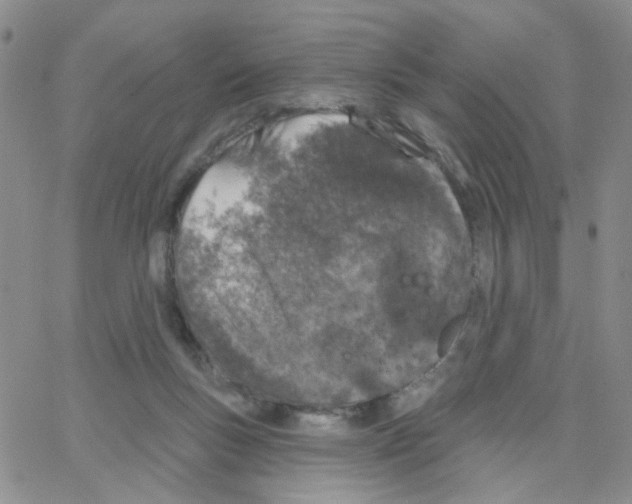 X0000064740167200603131327