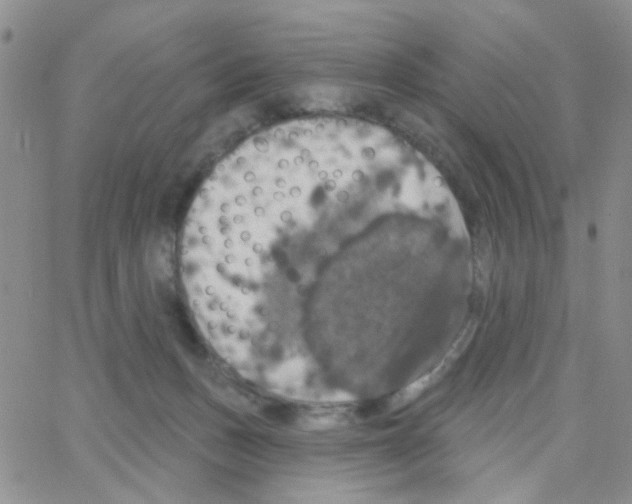 X0000064740175200603131327