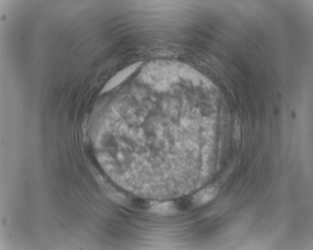 X0000064740185200603131328