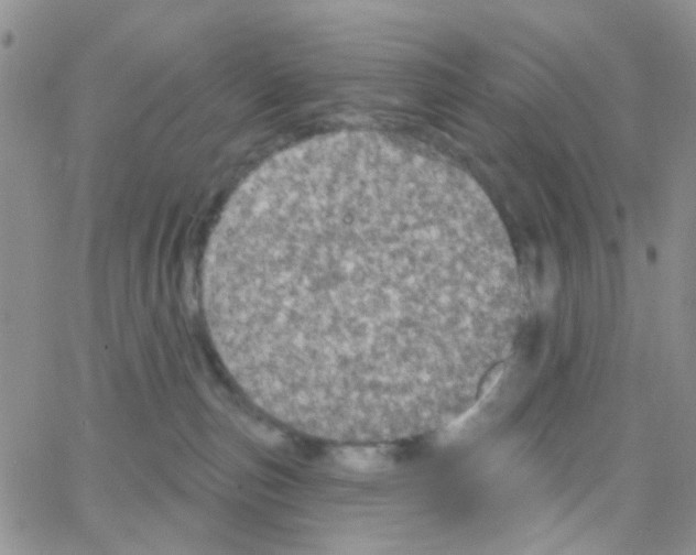 X0000064740187200603131328