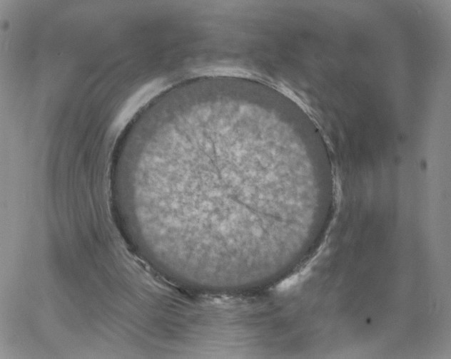 X0000064740199200603131327