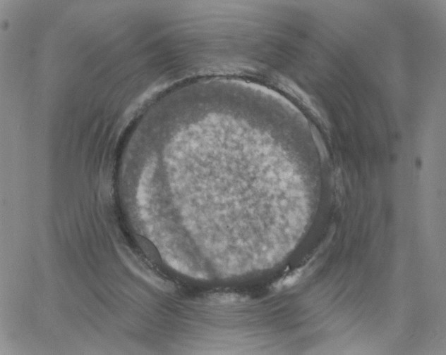 X0000064740203200603131327