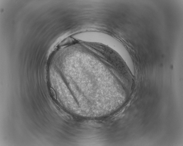 X0000064740244200603131325