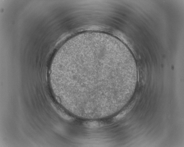 X0000064740253200603131325