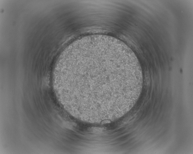 X0000064740255200603131325