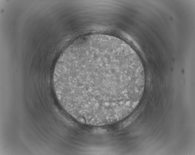 X0000064740257200603131326