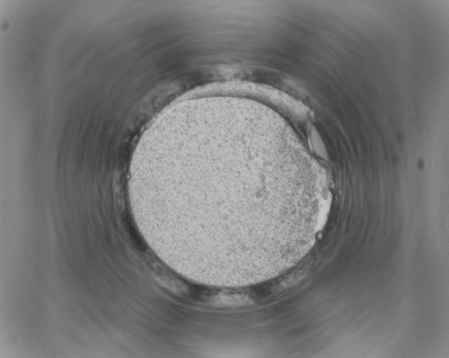 X0000064740270200603131326