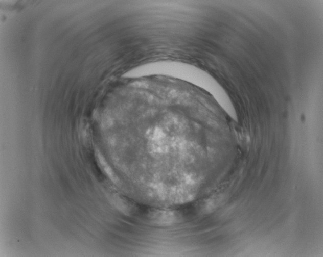 X0000064740276200603131326