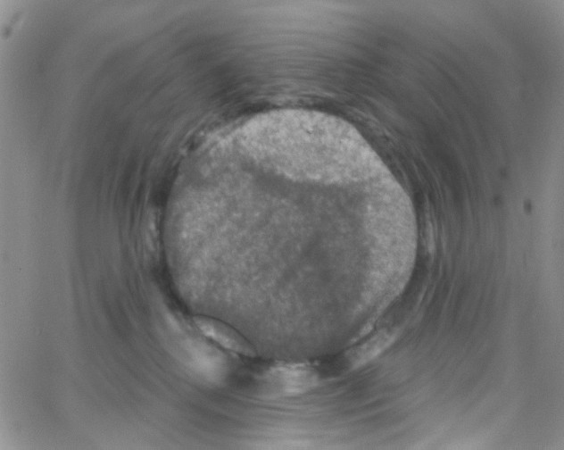 X0000064740280200603131326