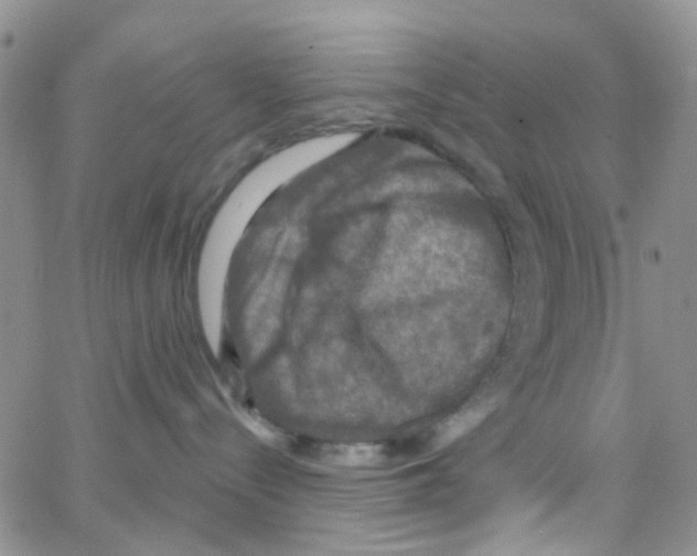 X0000064740288200603131326