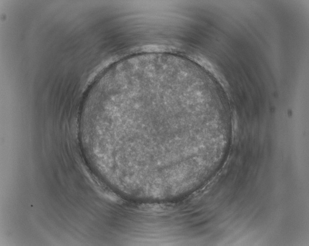 X0000064740297200603131325