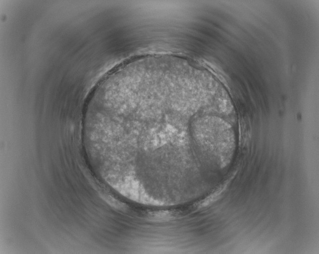 X0000064740301200603131325