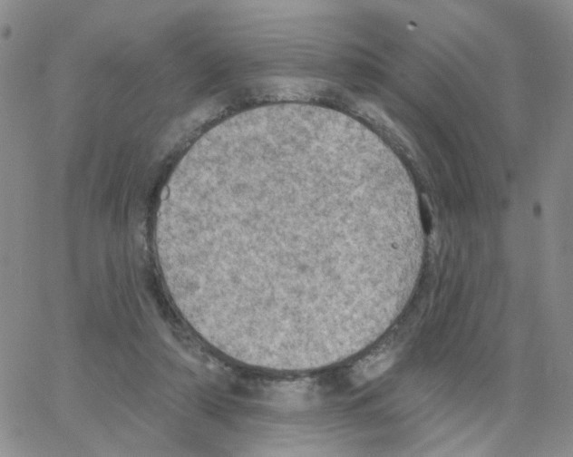 X0000064740306200603131325