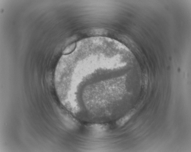 X0000064740326200603131325