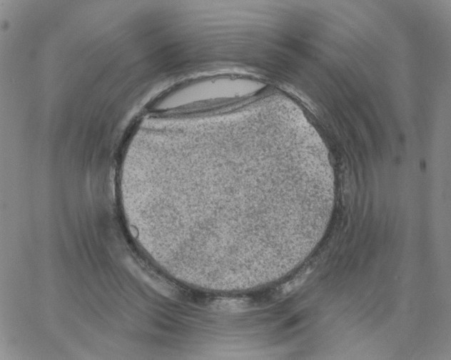 X0000064740350200603131324