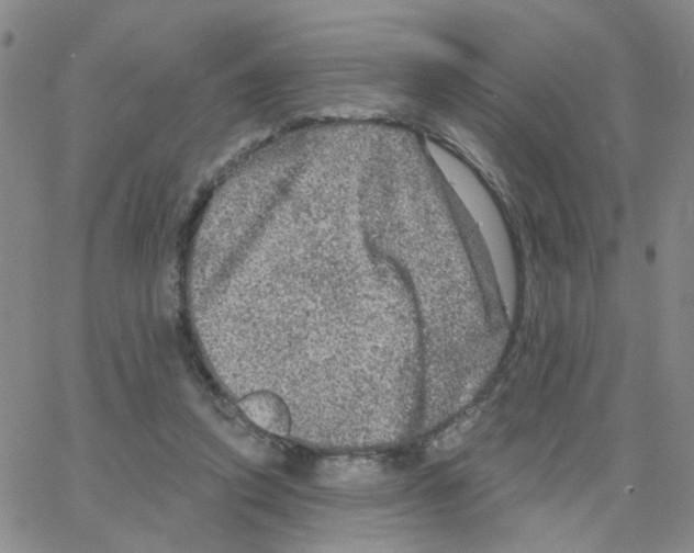 X0000064740354200603131324