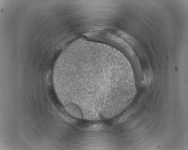 X0000064740364200603131324