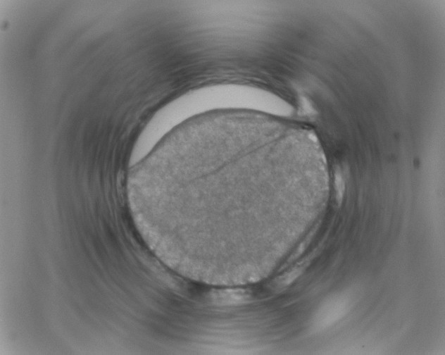 X0000064740378200603131324