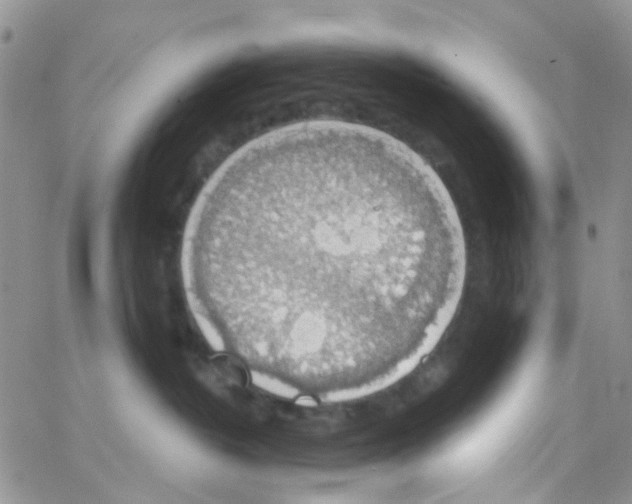 X0000064740382200603131324