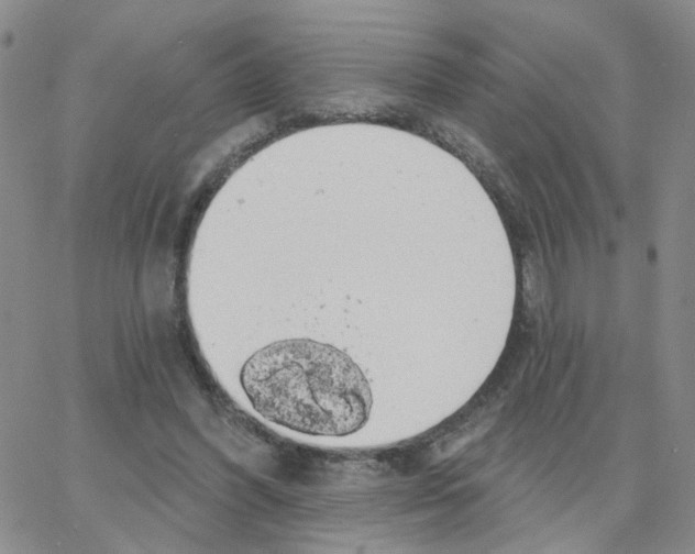 X0000064740396200603131324