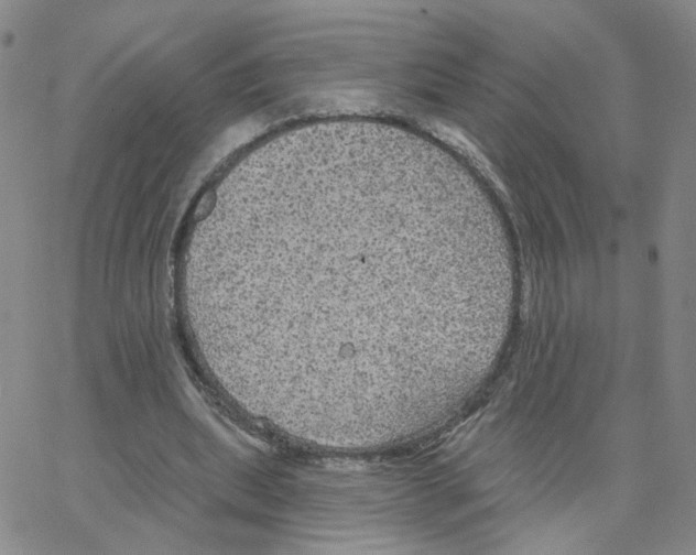 X0000064740439200603131322