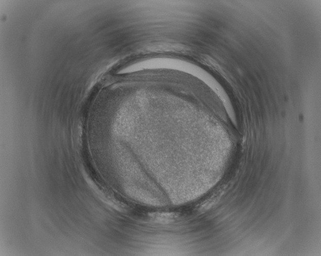 X0000064740448200603131322