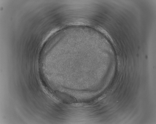 X0000064740482200603131322