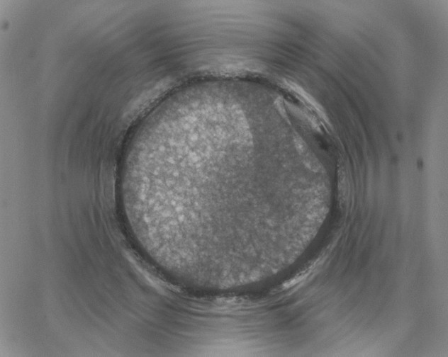 X0000064740493200603131322