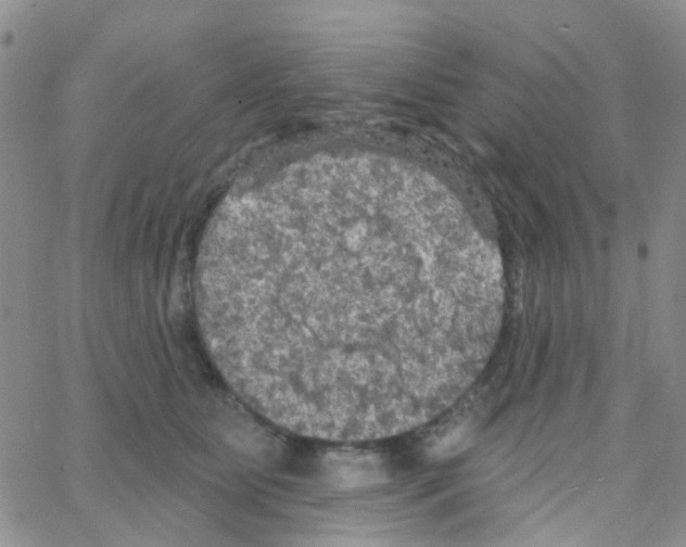 X0000064740515200603131322