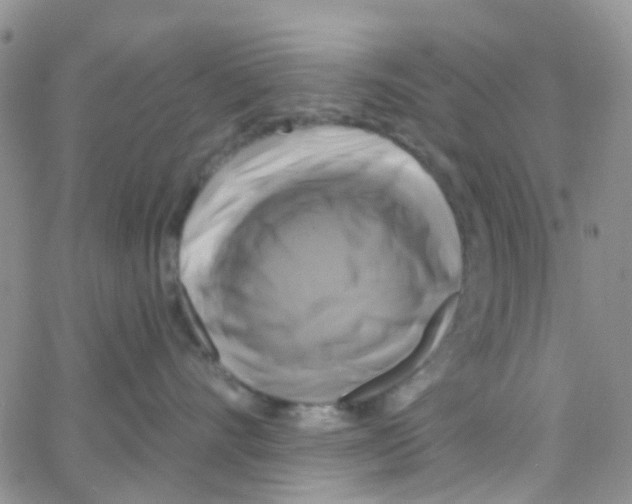 X0000064740528200603131321