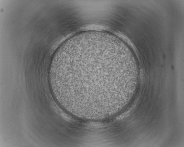 X0000064740529200603131321