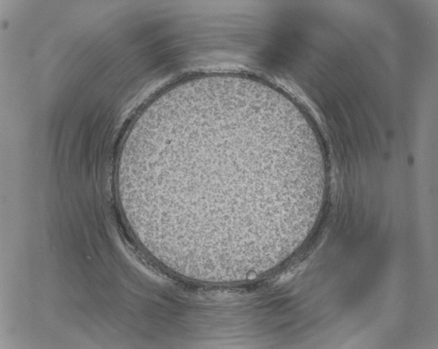 X0000064740533200603131321