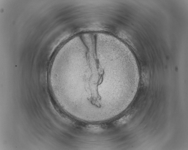 X0000064740534200603131321