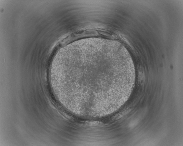 X0000064740539200603131321