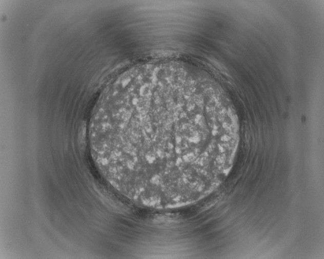 X0000064740550200603131321