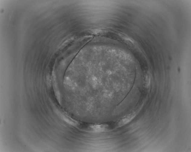 X0000064740558200603131321