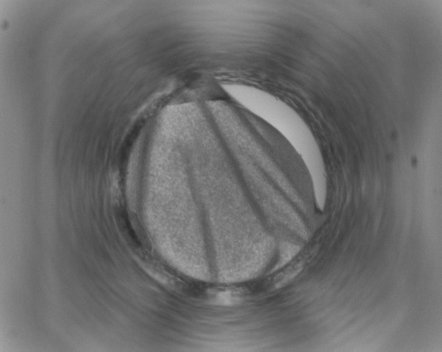 X0000064740564200603131321