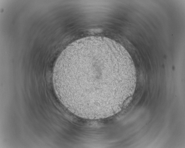 X0000064740565200603131321