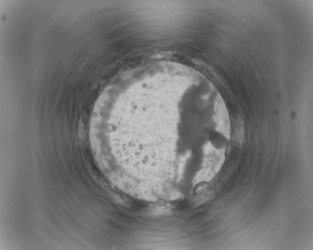 X0000064740569200603131321