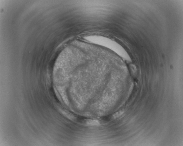 X0000064740572200603131321