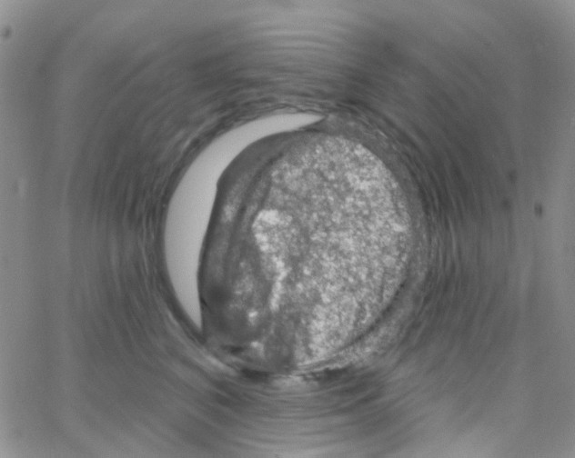 X0000064740616200603131320