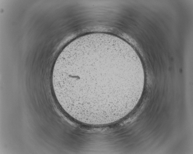 X0000064740625200603131319